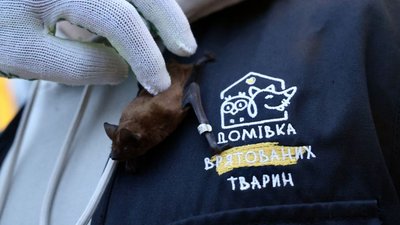 У Львові випустили 300 кажанів