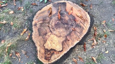 У Львові зрізали 15 гіркокаштанів (ФОТО)