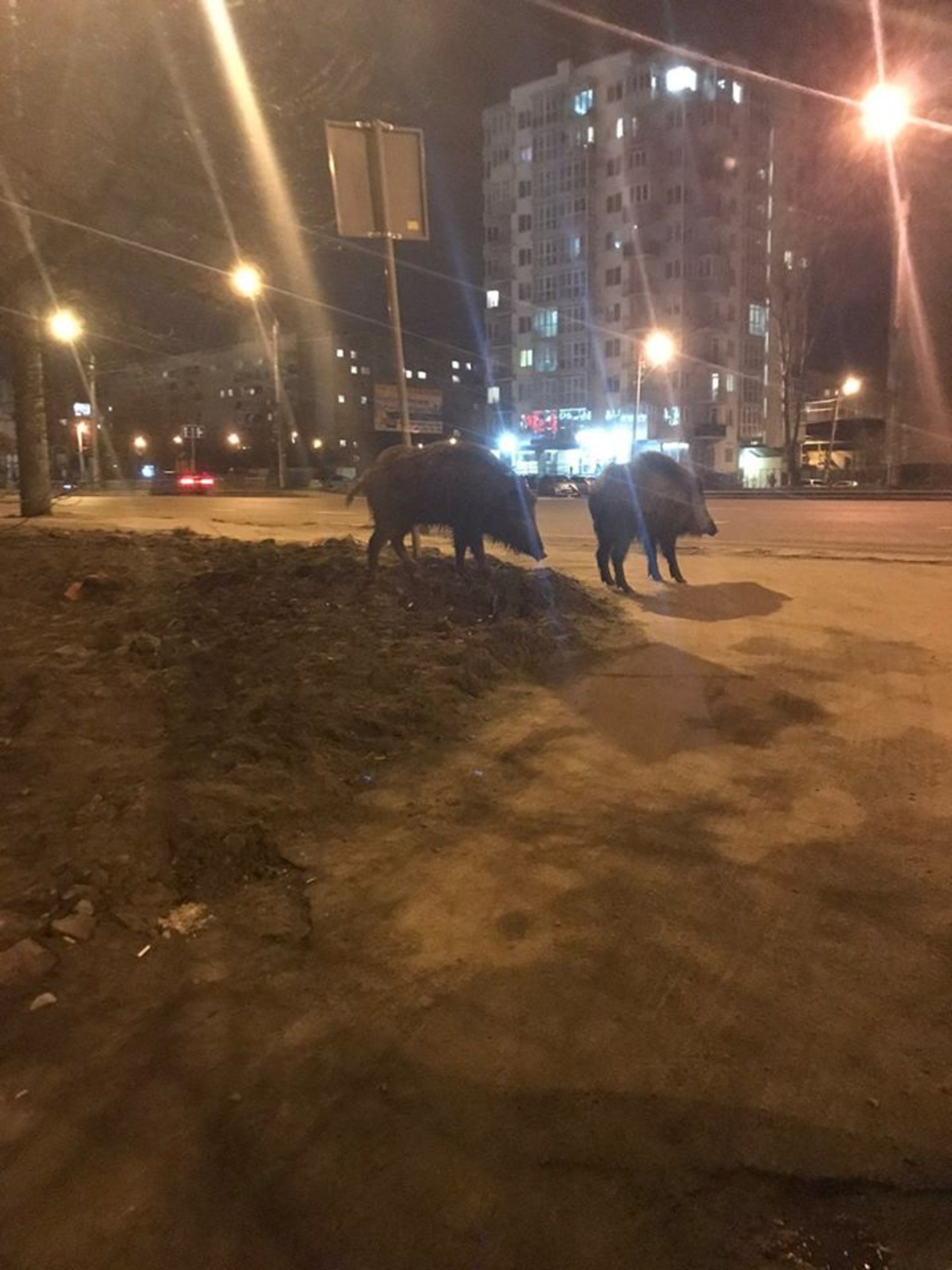 Фото: ФБ/Галина Дзюба