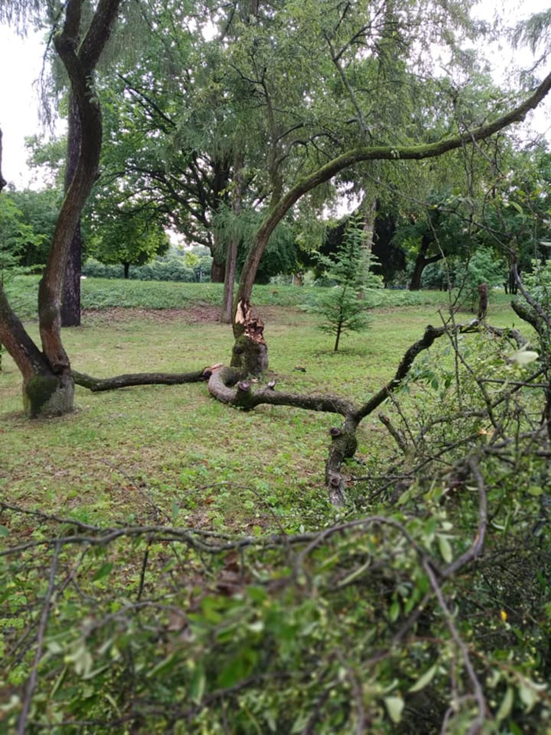 У Львові у парку культури впали дерева, фото із Фб-сторінки парку