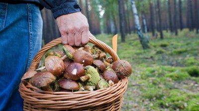 На Львівщині грибники «вполювали» три артснаряди