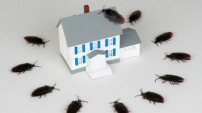 Львів`ян попереджають про небезпеку побутових комах