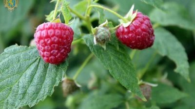 У Львівській області зареєстрували перший органічний розсадник