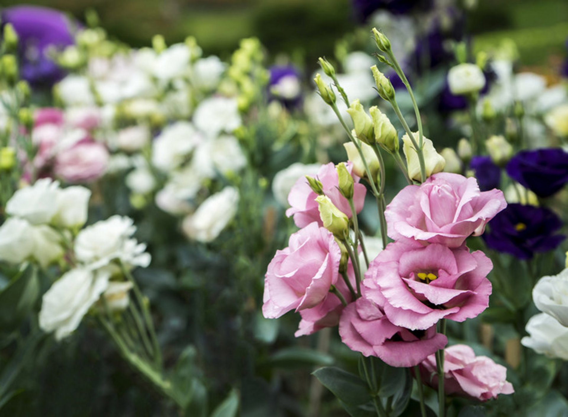 bouquet of pink lisianthus in garden