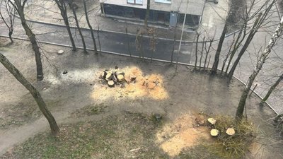 У Львові зрізали здорові дерева