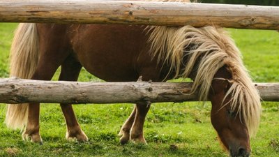 В Україні зафіксували випадок зараження сибірською виразкою