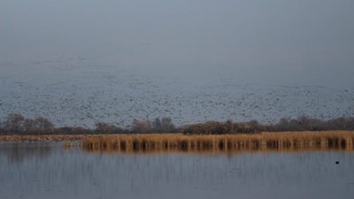 Подалі від Росії: тисячі диких гусей з Сибіру злетілися на зимівлю неподалік від Закарпаття (ФОТО)