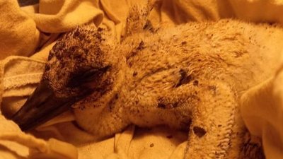 У Львові зоозахисники врятували лелеченя, яке випало з гнізда (ФОТО)