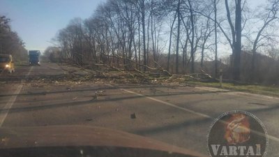 Негода: на Львівщині на дорогу впало дерево (ФОТО)