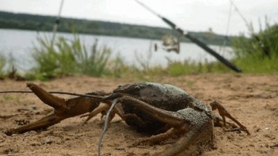 У річці Західний Буг на Львівщині під час вилову раків вода затягла у смертельну пастку чоловіка