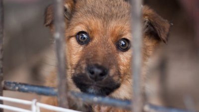 У Львові відбудеться благодійний ярмарок для збору коштів тваринам