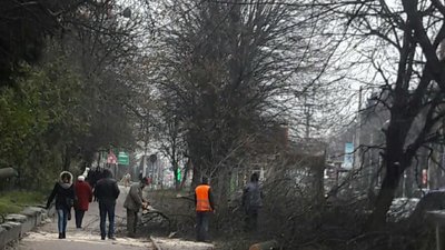 У Львові знищили здорові дерева (ФОТО)