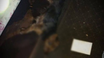 На Львівщині врятували собаку