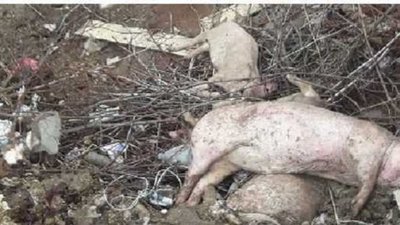 На Львівщині біля кар’єру скидають туші свиней