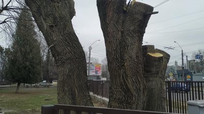 У Львові знову знищили дерева (ФОТО)