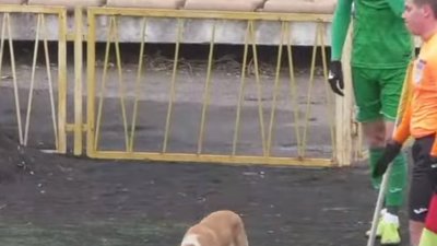 Собака зірвав кутовий у матчі між вінницькою Нивою і львівськими Карпатами (ВІДЕО)
