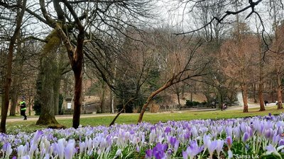 У Стрийському парку зацвіли крокуси (ФОТО)