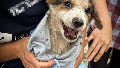 На Львівщині рятувальники звільнили собаку