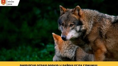 На Львівщині помітили зграю вовків