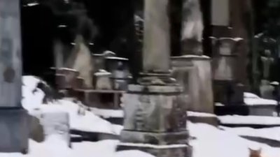 У Львові на кладовищі гуляє лисиця (ВІДЕО)