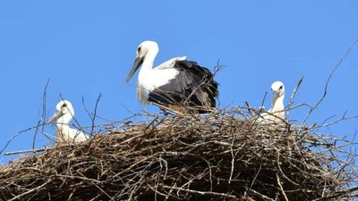На Львівщині лелеки оселилися майже на кожному стовпі (ФОТО)