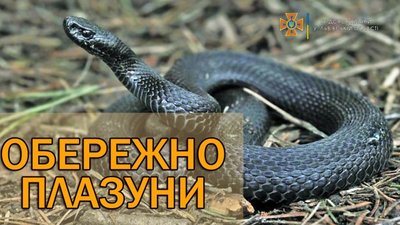 На Львівщині через укус змії 12-річна дівчинка потрапила до лікарні