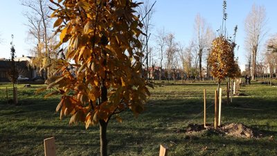 На Львівщині незаконно зрубали дерева