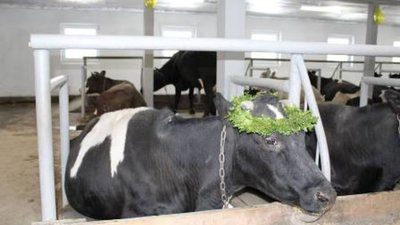 На Жовківщині почало працювати сучасне молочне господарство – сімейна ферма