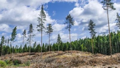 Львівщина стрімко втрачає соснові ліси
