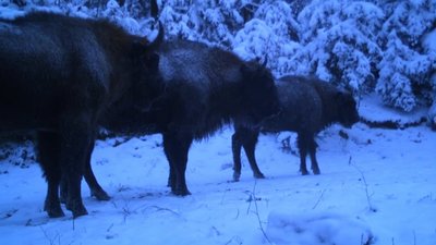 На Львівщині прокидається дика природа (ФОТО)