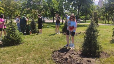 У Києві на лівобережжі висадили ялини та створили квіткові панно