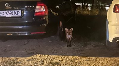 У спальному районі Львова помітили дивного гостя (ФОТО)