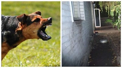 У Харкові собаки загризли жінку