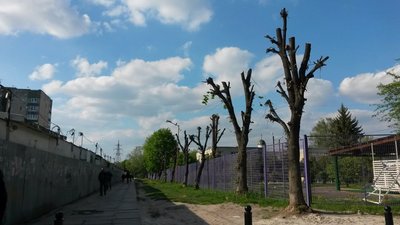 Як у Львові знищили дерева (ФОТО)