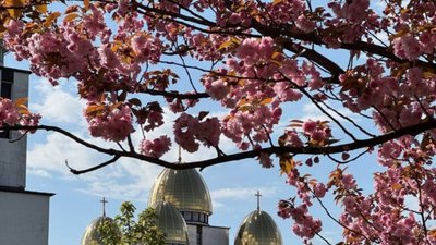 У Львові зацвіли сакури
