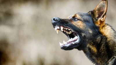 У селі Орів та 5-ти км зоні ввели карантинні обмеження через сказ