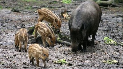 На Львівщині з 1 квітня розпочинається Сезон тиші у лісах і стартує заборона на вилов риби