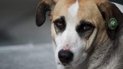 У Жовкві водій переїхав собаку (ВІДЕО)