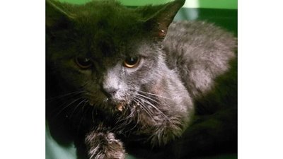 У Львові у кота виявили сказ (ВІДЕО)