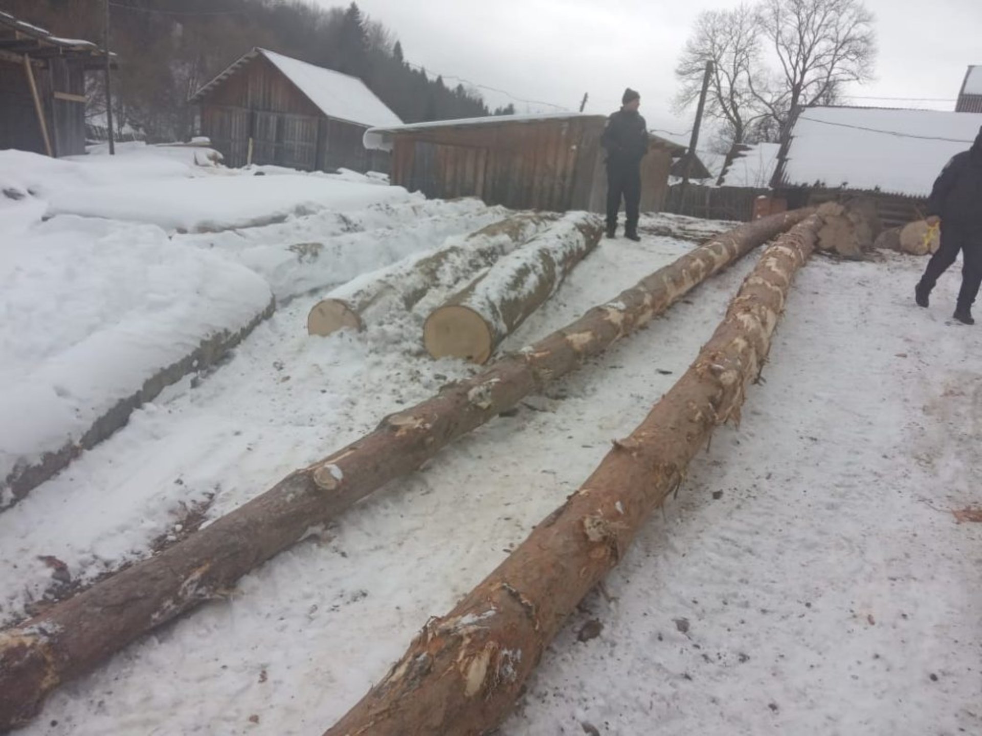 На Львівщині виявили незаконну рубку дерев. Фото - поліція Львівської області