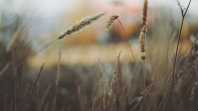 На Львівщині вночі знову очікують заморозки