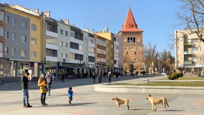 У Дрогобичі виявлено махінації у тендері по закупівлі щебеню для дорожніх робіт
