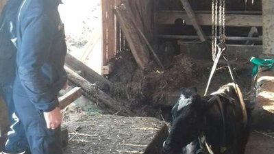 Як на Дрогобиччині рятували корову