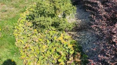 У Львові на улюбленому проспекті Зубача виросли небезпечні рослини