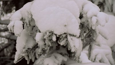 У лісах Карпатського регіону помітили унікальні ділянки старовікових букових насаджень