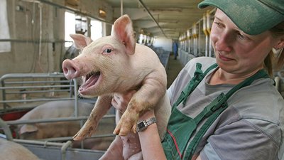 На Львівщині німецькі інвестори збудують свинокомплекс