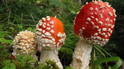 На Закарпатті дівчина отруїлася мухоморами