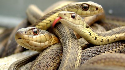 Львівщину заполонили змії: від укусів постраждали десятки людей