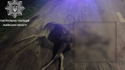 У Львові встановлять знаки про появу диких тварин