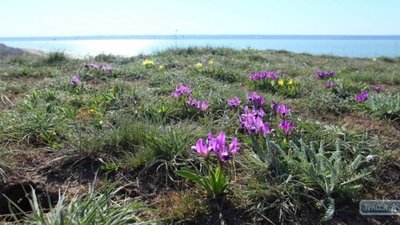 Зима в Одесі: на березі Куяльницького лиману розцвіли іриси (ФОТО)